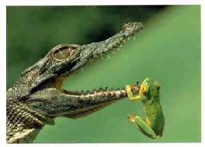 A quoi servent les amis ?