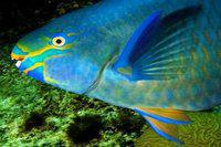 Du poisson frais pour vos neurones