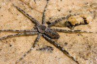 Insolite: araignée mutante