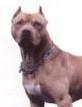 Chiens dangereux : suite