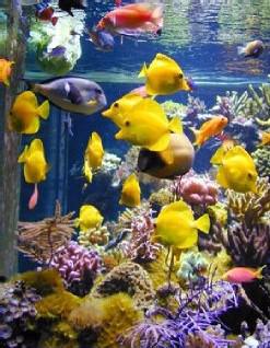 Lens (62) : Aquariophilie chez Europrix en France et en Europe