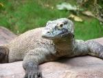 Actu Monde : Indonésie: cinq plongeurs réchappent à la mer et aux dragons