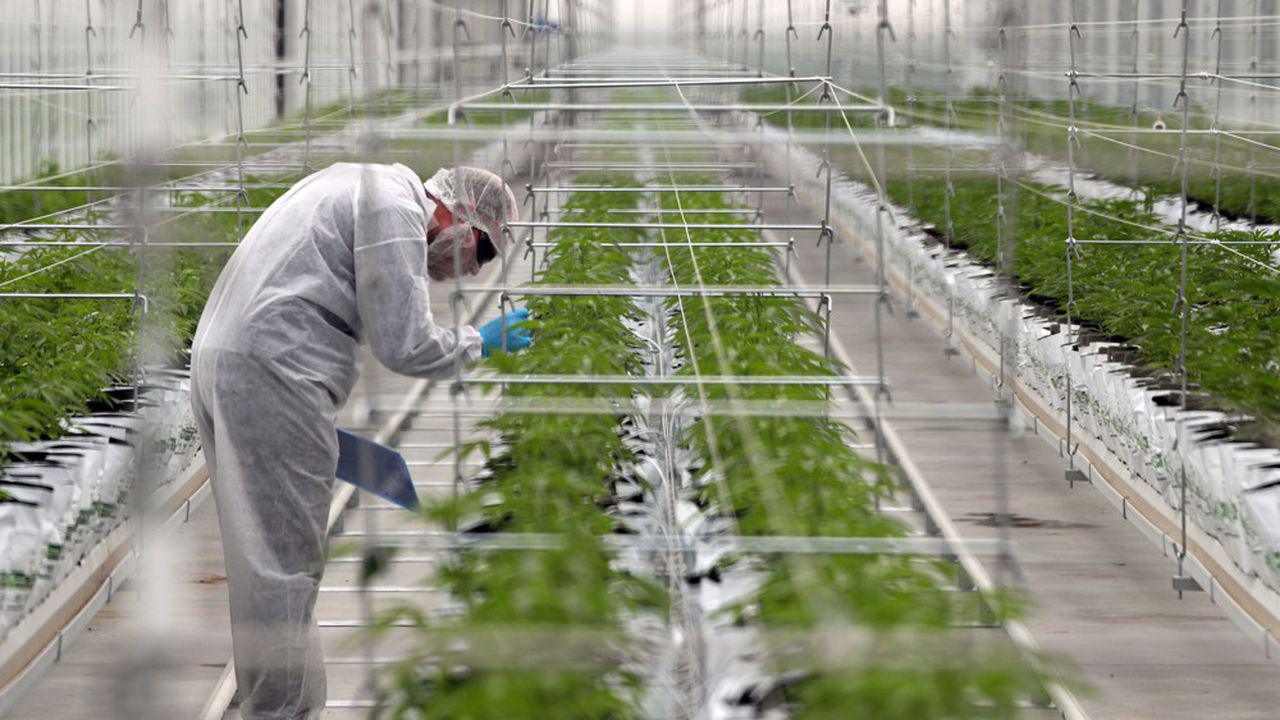 France : le gouvernement autorise l’expérimentation du cannabis