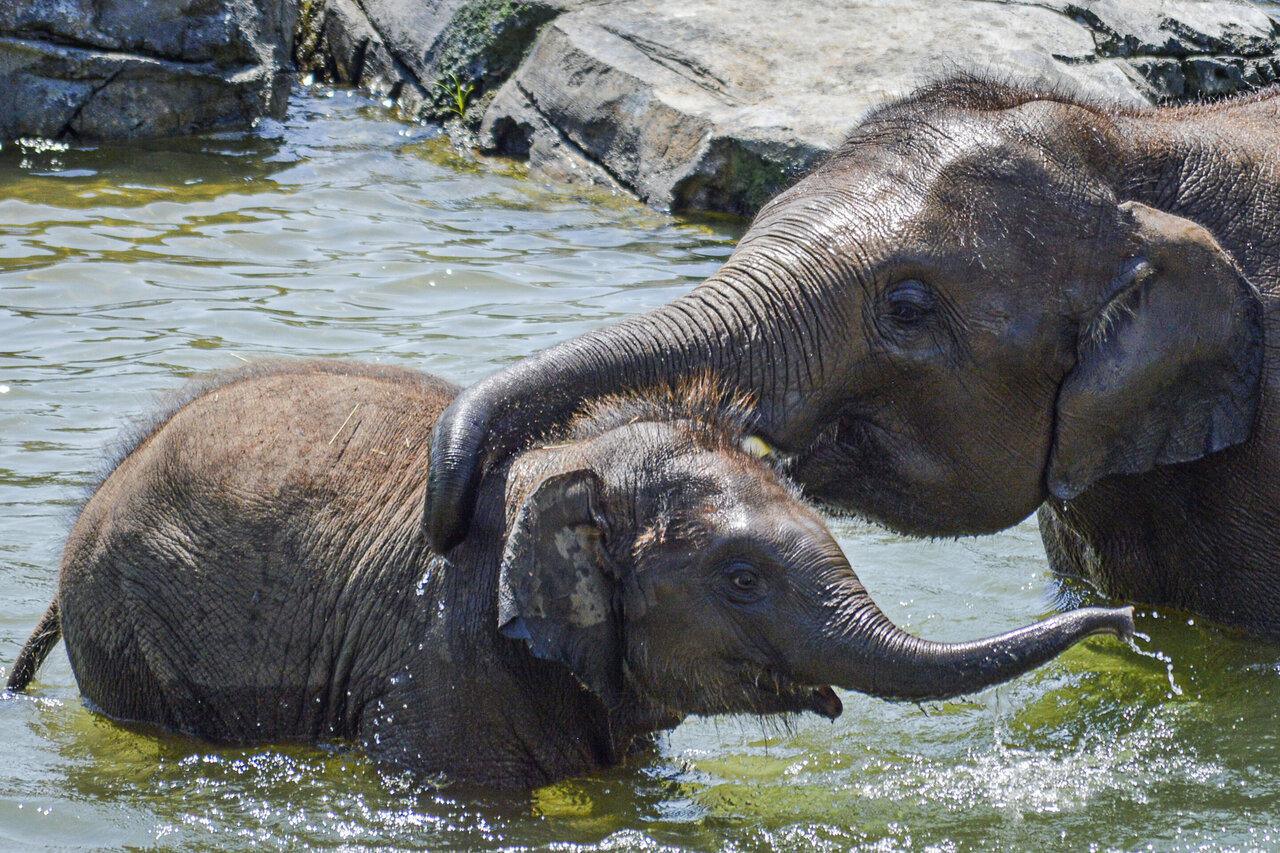 Le Zimbabwe va vendre les droits de chasse d'éléphants menacés d'extinction