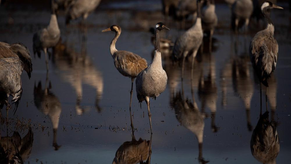 Un cinquième des grues sauvages seraient atteintes par la grippe aviaire