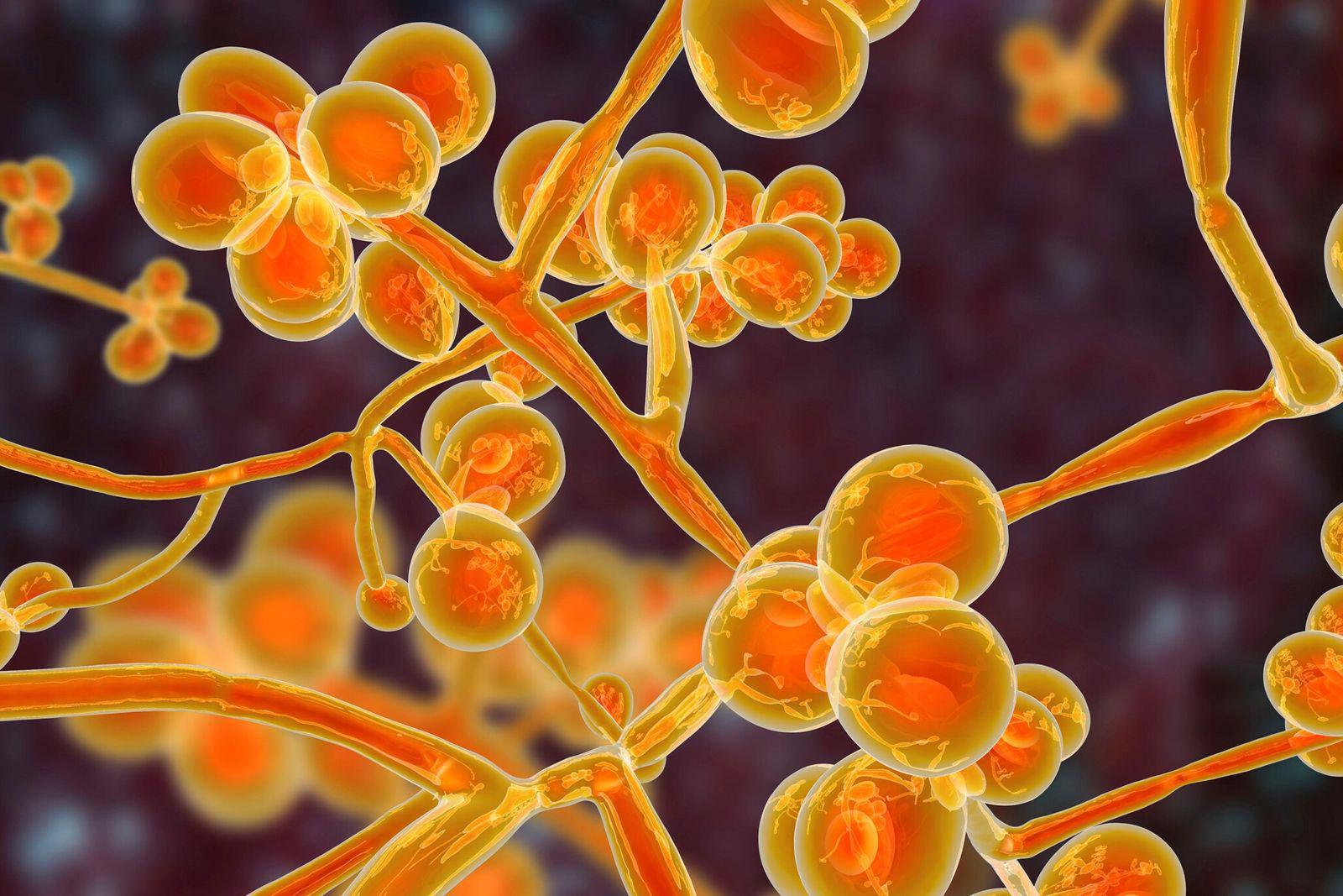 La Chine amplifie la revendication russe non étayée des biolabs d'Ukraine