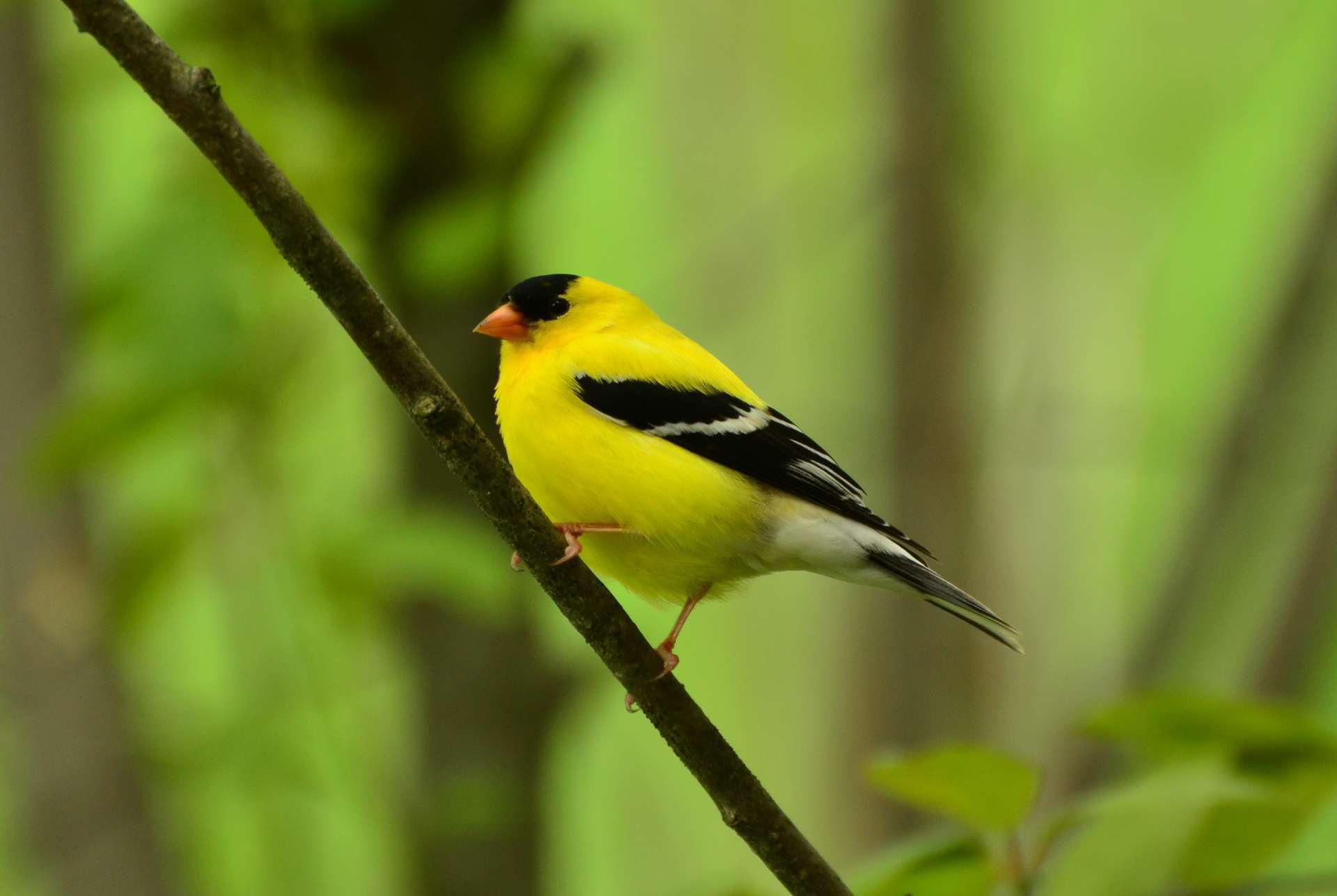 Alarmante chute des populations d'oiseaux chanteurs en Europe