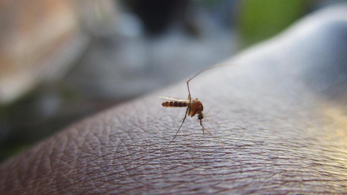 Les Virus du Nil Occidental et Usutu en Nouvelle-Aquitaine : L'Émergence d'une Menace Locale