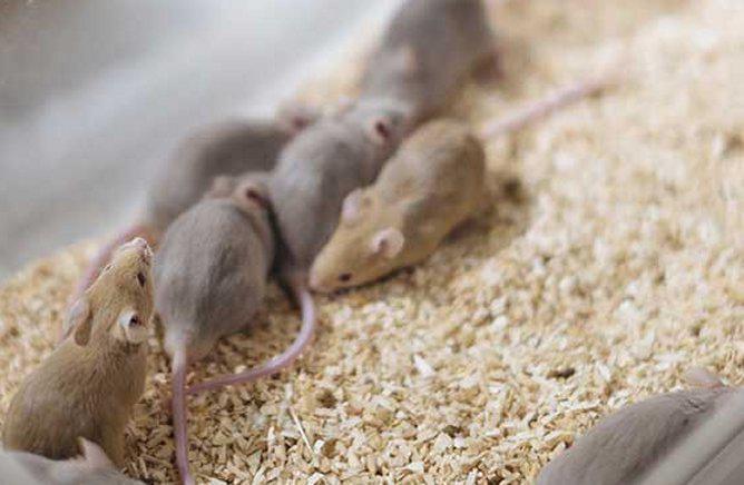 Diabète insulinodépendant: la prévention a l'étude