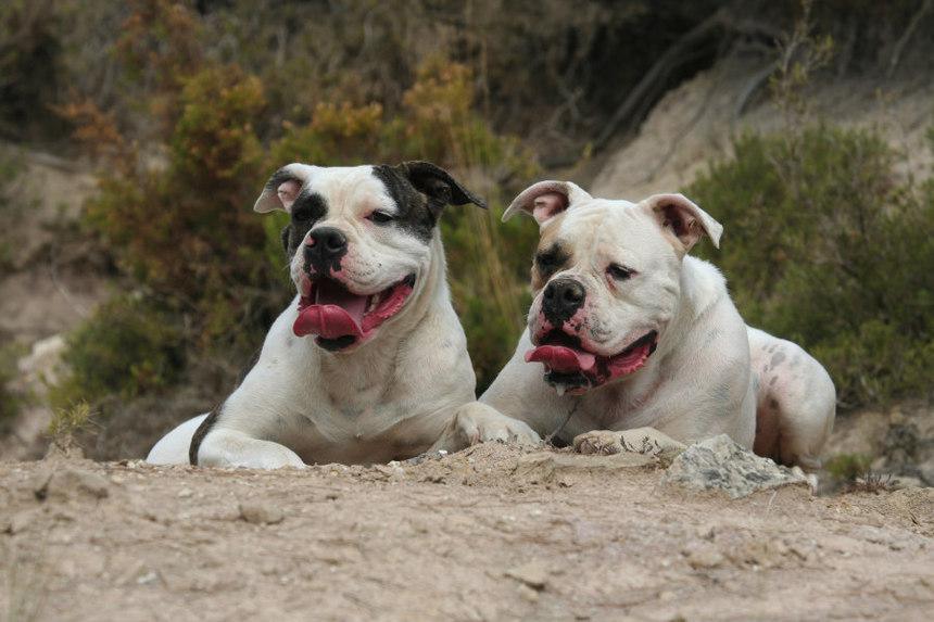 Le Bouledogue Americain, un chien au grand coeur