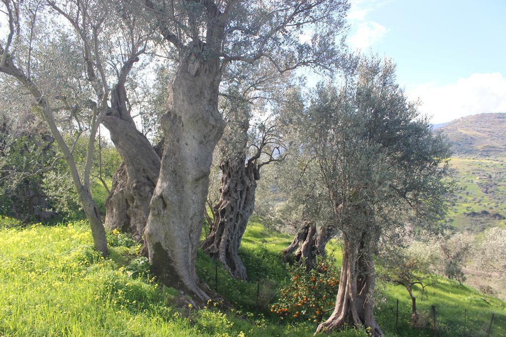 Prodotti Tipici - Ulivi Secolari - Typical Products - Centuries-Old Olive Trees Prodotti Tipici - Ulivi Secolari - Typical Products - Centuries-Old Olive Trees