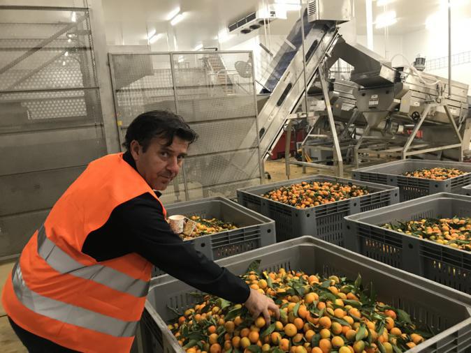 Contre le gaspillage, on transforme les clémentines non commercialisables en jus à Moriani Contre le gaspillage, on transforme les clémentines non commercialisables en jus à Moriani