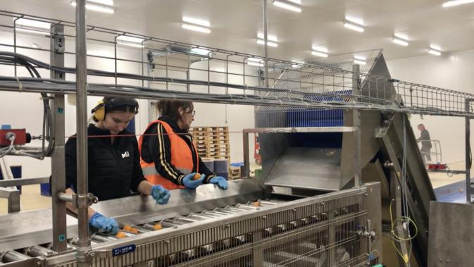 Contre le gaspillage, on transforme les clémentines non commercialisables en jus à Moriani Contre le gaspillage, on transforme les clémentines non commercialisables en jus à Moriani