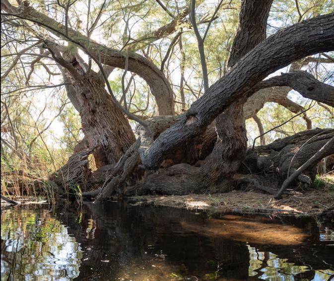 Et si le Tamaris de l’Osari, était élu arbre de l'année 2023 ? Et si le Tamaris de l’Osari, était élu arbre de l'année 2023 ?