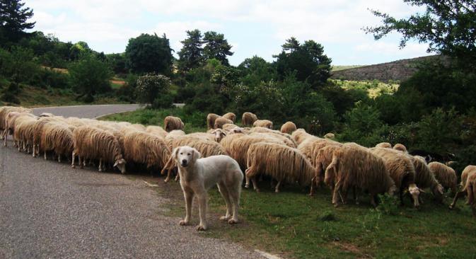 Pastoralisme : la transhumance inscrite au patrimoine culturel immatériel de l’Unesco Pastoralisme : la transhumance inscrite au patrimoine culturel immatériel de l’Unesco