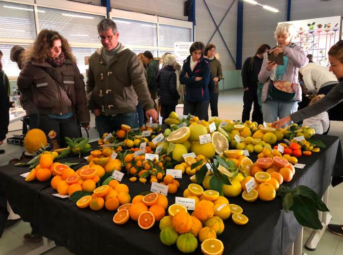 Le verger de l'INRAE de San Giuliano : Plus de 1 000 variétés d'agrumes présentées au public