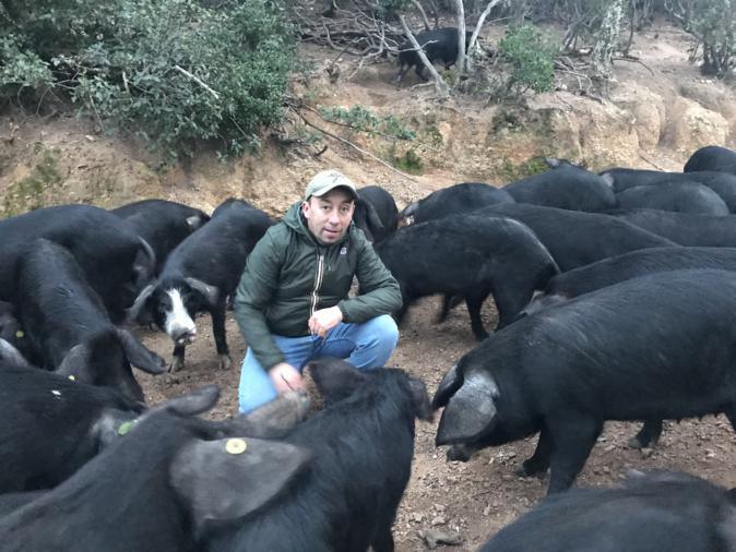 Abattre des porcs à Porto-Vecchio ? "Ca nous changerait la vie", espèrent les éleveurs de la microrégion Abattre des porcs à Porto-Vecchio ? "Ca nous changerait la vie", espèrent les éleveurs de la microrégion