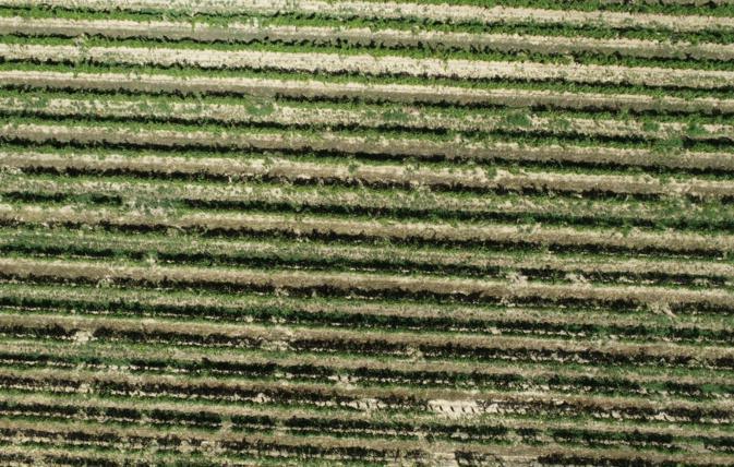 Des drones au service de l’agriculture corse Des drones au service de l’agriculture corse