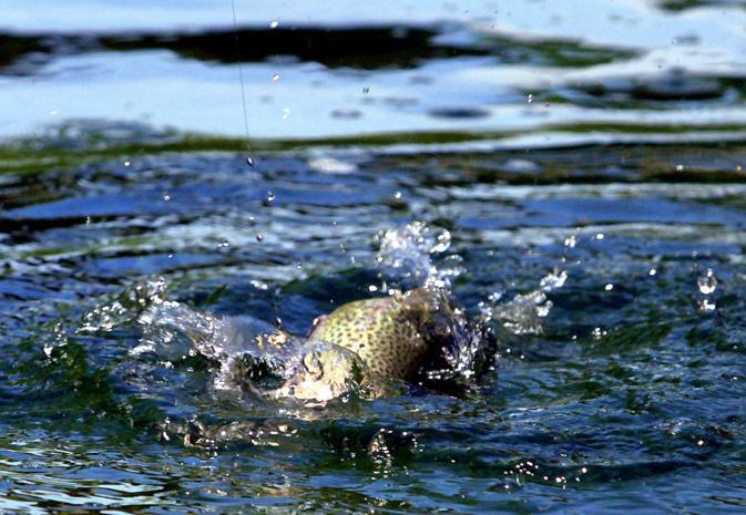 Pêche à la truite : Comment se présente la nouvelle saison qui démarre samedi ? Pêche à la truite : Comment se présente la nouvelle saison qui démarre samedi ?