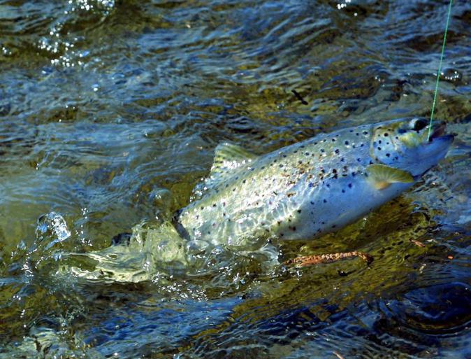 Pêche à la truite : Comment se présente la nouvelle saison qui démarre samedi ? Pêche à la truite : Comment se présente la nouvelle saison qui démarre samedi ?