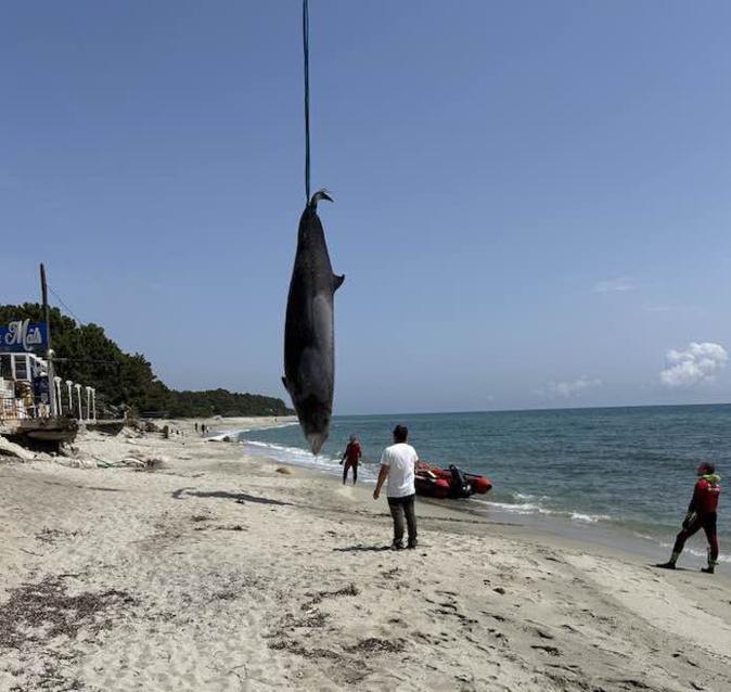 Corse : des baleines de Cuvier s'échouent en plaine orientale Corse : des baleines de Cuvier s'échouent en plaine orientale