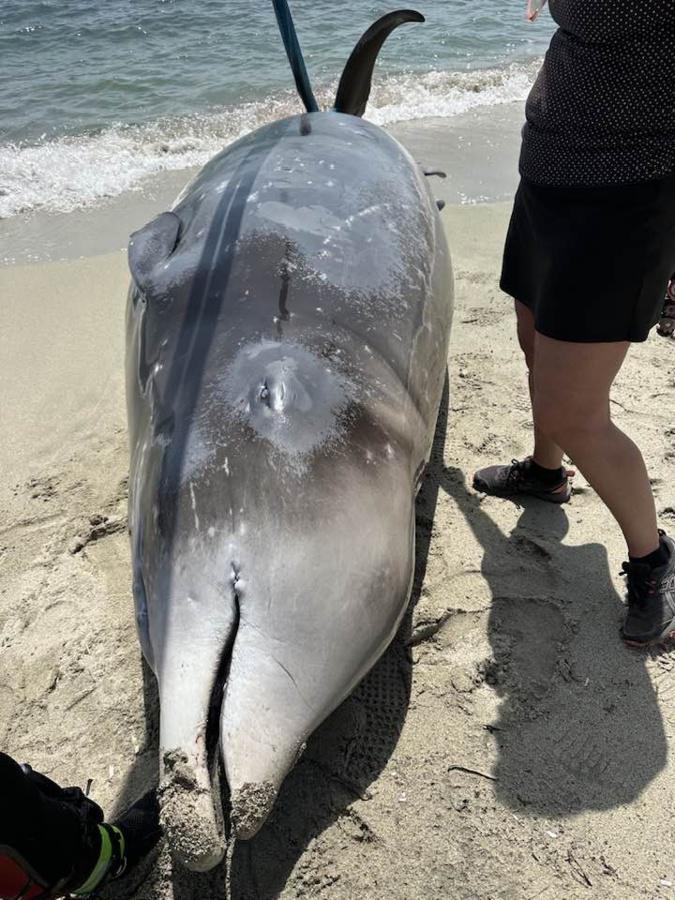 Corse : des baleines de Cuvier s'échouent en plaine orientale