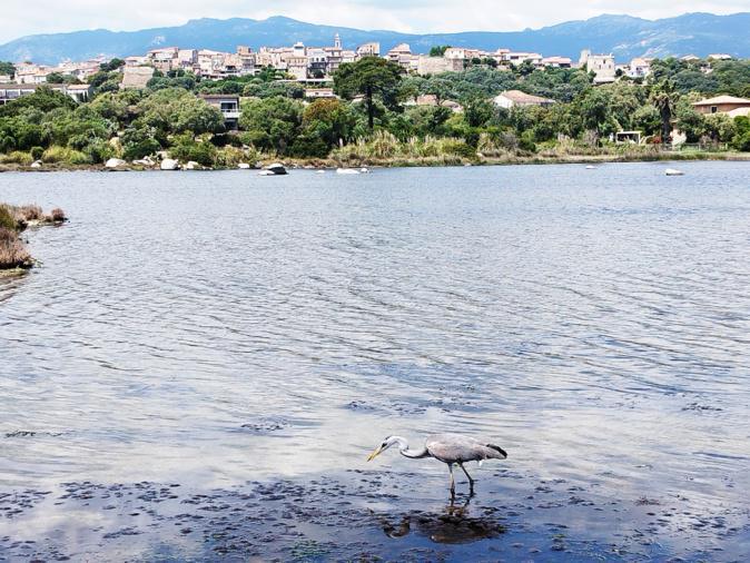 Porto-Vecchio : vers une reprise de l’exploitation du sel dans les marais salants ? Porto-Vecchio : vers une reprise de l’exploitation du sel dans les marais salants ?