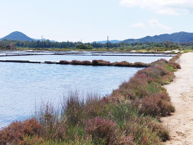 Porto-Vecchio : vers une reprise de l’exploitation du sel dans les marais salants ?