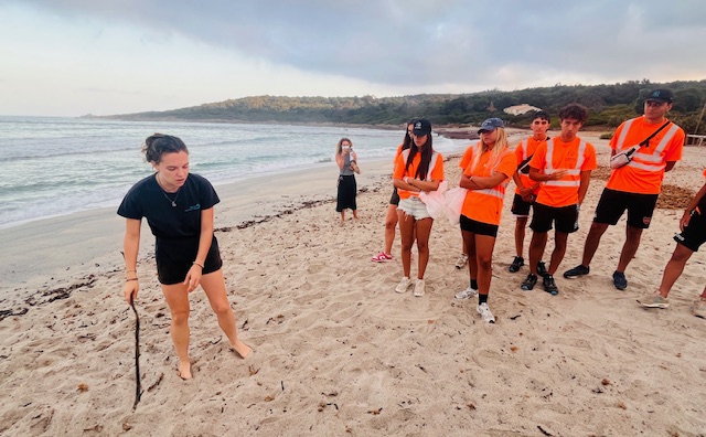 ​Des plages ajacciennes se préparent à accueillir des nids de tortues caouannes : des "patrouilles" pour les protéger