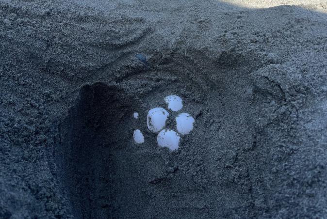 En Corse, la saison de ponte des tortues marines a commencé En Corse, la saison de ponte des tortues marines a commencé