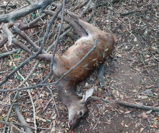 Serra-di-Fium’Orbu : un faon abattu, le Parc Naturel Régional de Corse dénonce un acte de braconnage