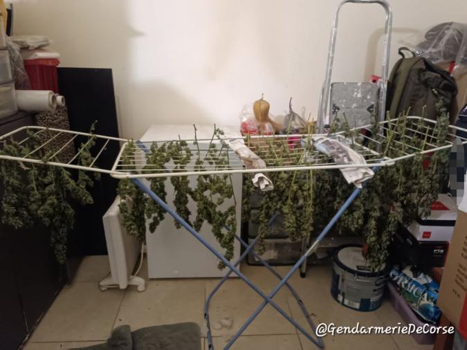Ghisonaccia : La forte odeur de cannabis conduit les gendarmes à une plantations illégale Ghisonaccia : La forte odeur de cannabis conduit les gendarmes à une plantations illégale