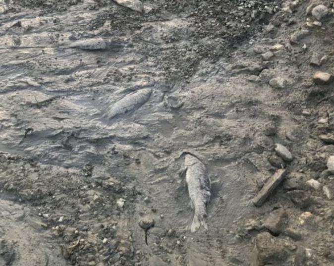 Canale-di-Verde : des centaines de poissons morts ou agonisant au barrage de Peri