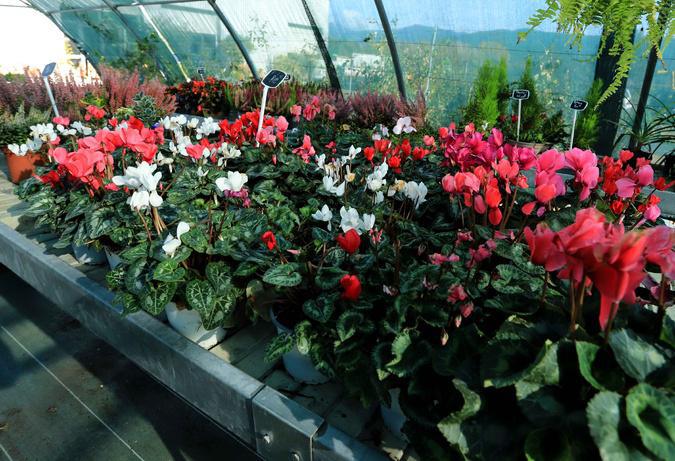 Poghju di Venacu : La Pépinière du Centre fête ses dix ans Poghju di Venacu : La Pépinière du Centre fête ses dix ans