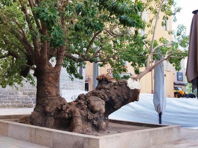 Arbre emblématique de Porto-Vecchio, le belombra a perdu un bras dans la tempête