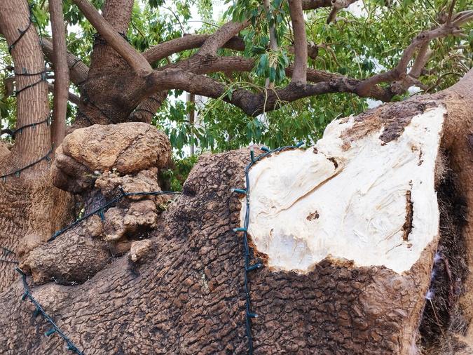 Arbre emblématique de Porto-Vecchio, le belombra a perdu un bras dans la tempête