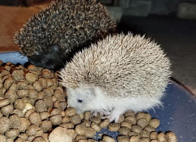 Ponte-Leccia - Le visiteur de Noël, un hérisson albinos ! Ponte-Leccia - Le visiteur de Noël, un hérisson albinos !