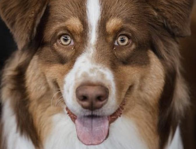 Quelles sont les races de chiens préférées des Corses en 2024 ?