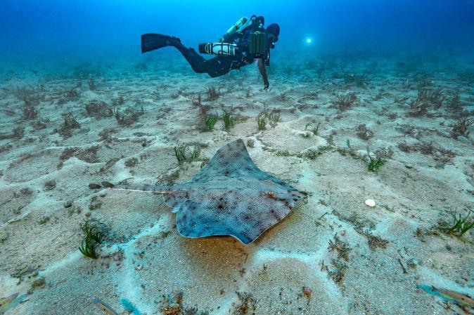 Une capsule d'œuf de raie blanche retrouvée sur une plage du Cap Corse, une première en Méditerranée Une capsule d'œuf de raie blanche retrouvée sur une plage du Cap Corse, une première en Méditerranée