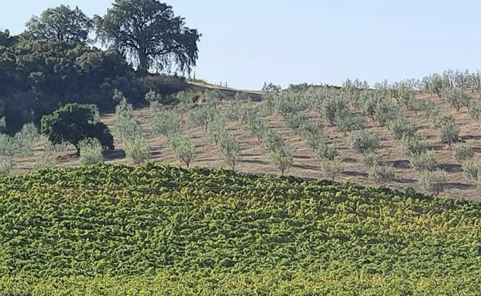 Gestion du foncier agricole en Corse : Via Campagnola dénonce les pratiques de la SAFER 