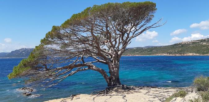 La photo du jour : le pin de la plage d'Asciaghju