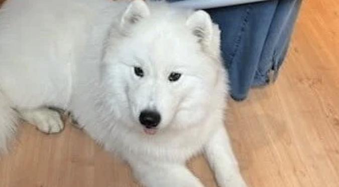 Aéroport de Calvi : une chienne meurt écrasée sur un tapis à bagages Aéroport de Calvi : une chienne meurt écrasée sur un tapis à bagages