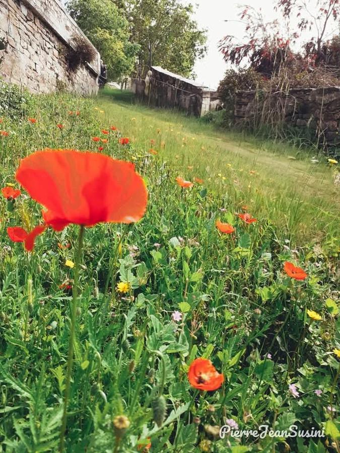 A màghjina : i pampasgioli di a falata di Ficaghjola