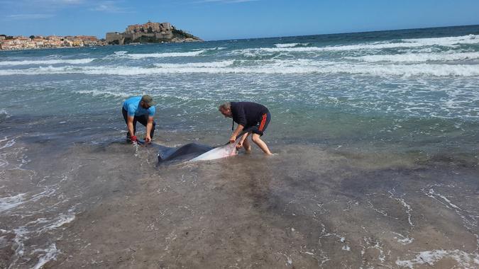 Calvi : une raie géante s'échoue sur la plage. Des promeneurs la repoussent au large Calvi : une raie géante s'échoue sur la plage. Des promeneurs la repoussent au large