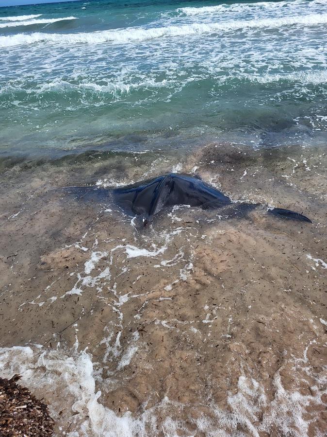 Calvi : une raie géante s'échoue sur la plage. Des promeneurs la repoussent au large Calvi : une raie géante s'échoue sur la plage. Des promeneurs la repoussent au large