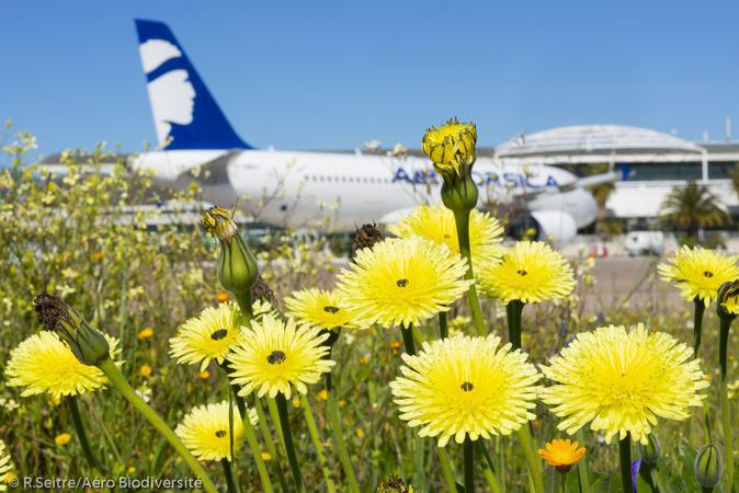 La biodiversité aussi prend l’air : mission nature à l’aéroport d’Ajaccio