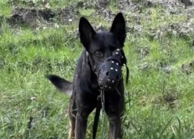 Vizzavona : un chien abandonné avec une muselière et un collier étrangleur, une opération de recherche prévue mercredi matin