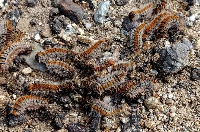 Invasion de Bombyx disparate en Corse : des dégâts visibles, mais pas de menace directe pour les arbres