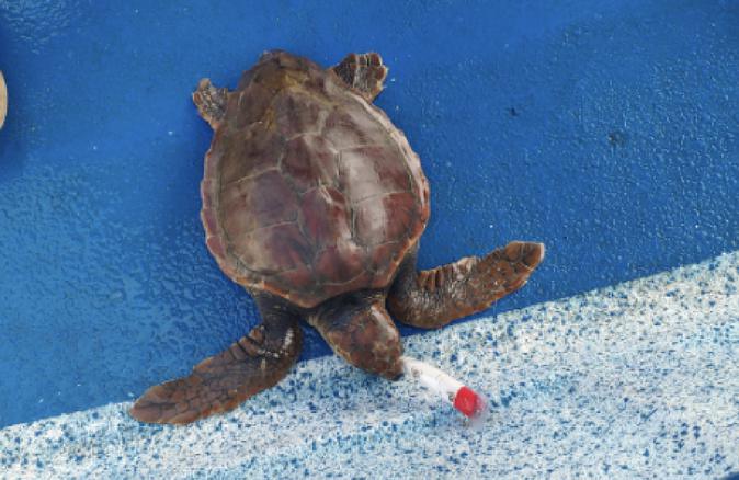 Une tortue caouanne en détresse secourue au large de Centuri
