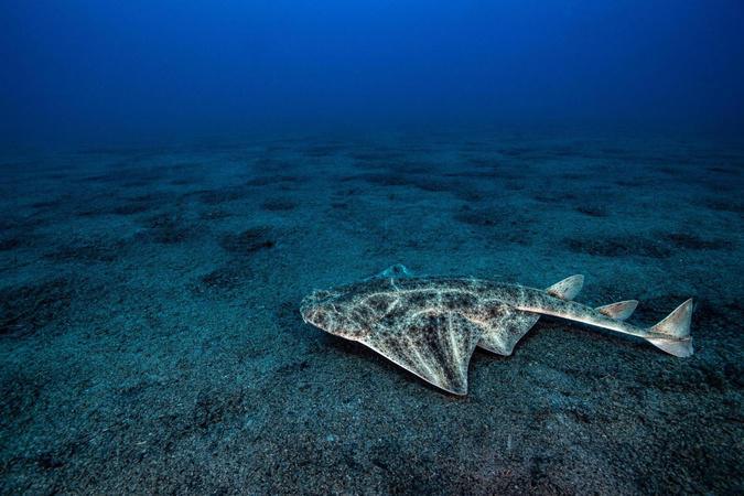 L’ange de mer, un requin menacé dont la Corse est le dernier refuge L’ange de mer, un requin menacé dont la Corse est le dernier refuge